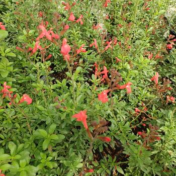 Salvia greggii 'Coral' 