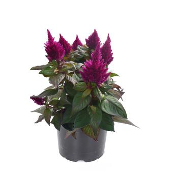 Celosia spicata Kelos® Fire Purple