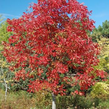 Aesculus glabra 'Early Glow™'