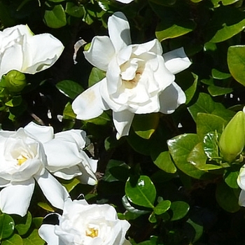 Gardenia jasminoides 'Swan Princess™' 