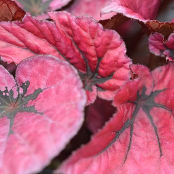 Begonia rex-cultorum Shadow King® Pink