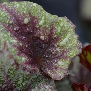 Begonia rex-cultorum Shadow King® 'Rose Frost'