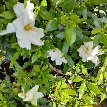 Gardenia jasminoides 'Prostrata' 