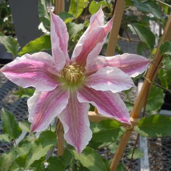 Clematis Vancouver™ 'Cotton Candy'