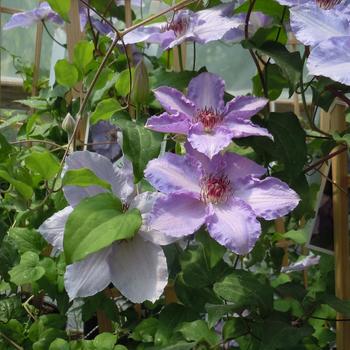 Clematis 'Still Waters™'