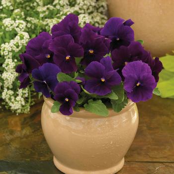 Viola cornuta 'ColorMax Clear Purple' 