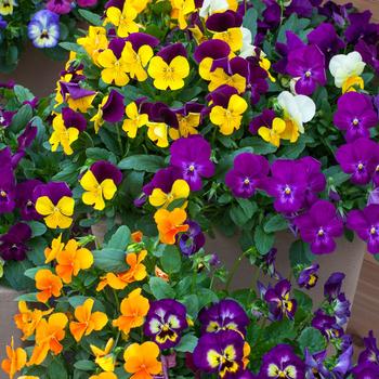 Viola cornuta 'ColorMax Mix' 