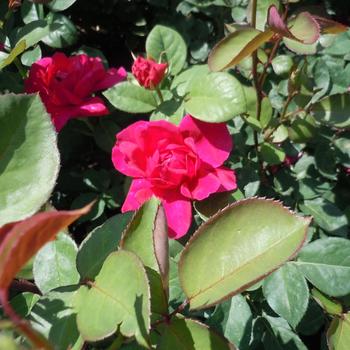 Rosa 'Sophy's Rose'