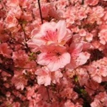 Rhododendron 'Merlin' 