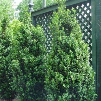 Buxus sempervirens 'Green Pillar' 