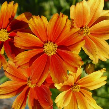 Coreopsis L'il Bang™ 'Darling Clementine'