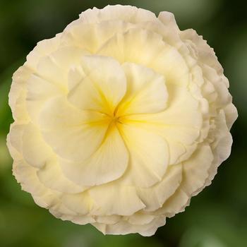 Begonia tuberhybrida Limitless™ Cream Shades