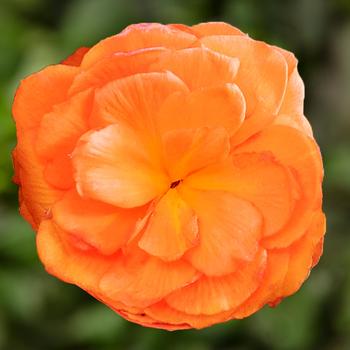 Begonia tuberhybrida Limitless™ Orange