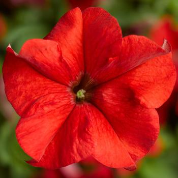 Petunia grandiflora Duvet™ Red Improved