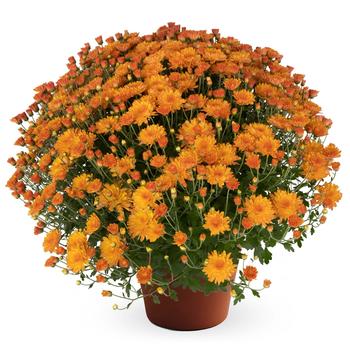 Chrysanthemum x morifolium Pamela™ Orange