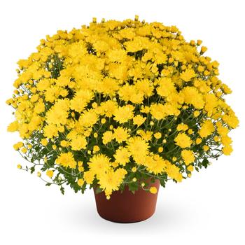 Chrysanthemum x morifolium Pamela™ Yellow