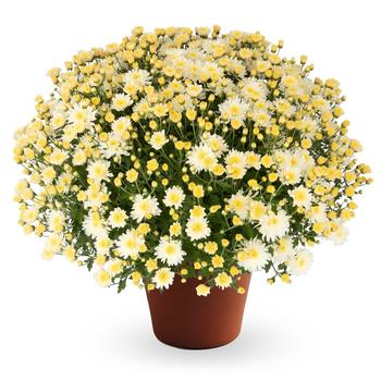 Chrysanthemum x morifolium Pamela™ White