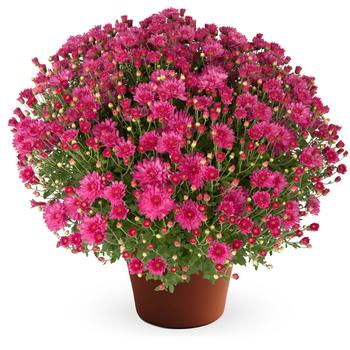 Chrysanthemum x morifolium Pamela™ Pink