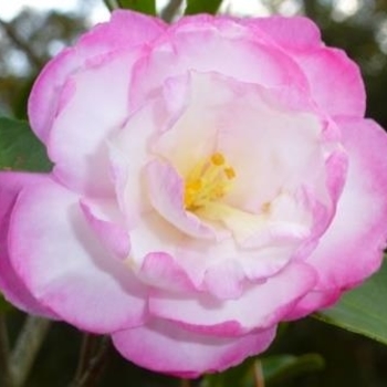 Camellia sasanqua 'Leslie Ann' 
