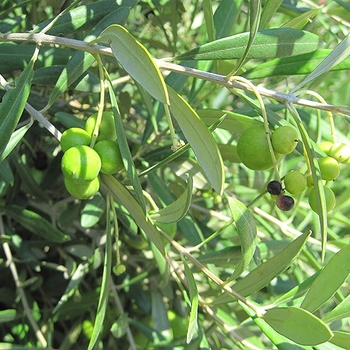 Olea europaea 'Dwarf Olive' 