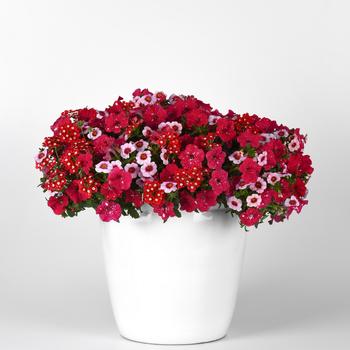 Combination Planter Trixi® 'Romance in Bloom'