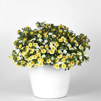 Combination Planter Trixi® 'Delight up my Life'