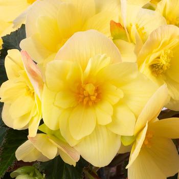 Begonia Florencio™ Yellow