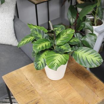 Calathea louisae 'Feather Touch™' 