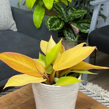 Philodendron 'Prince of Orange' 