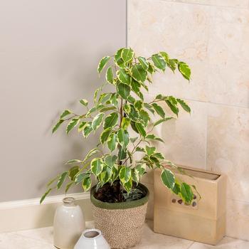 Ficus benjamina Cling-On® 'Samantha'