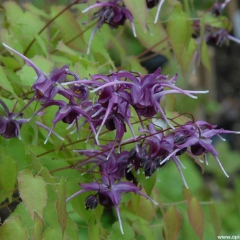 Epimedium grandiflorum 'Purple Prince' 