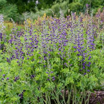Baptisia Decadence® Deluxe 'Periwinkle Popsicle'