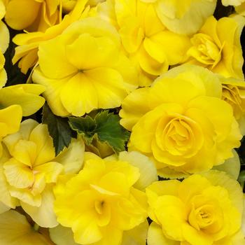 Begonia x hiemalis Solenia® Yellow Improved