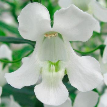 Angelonia angustifolia Carita™ White