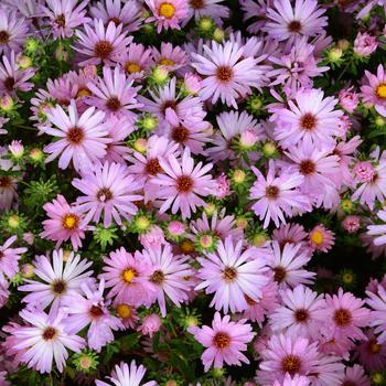 Aster 'Billowing Pink' PP32556
