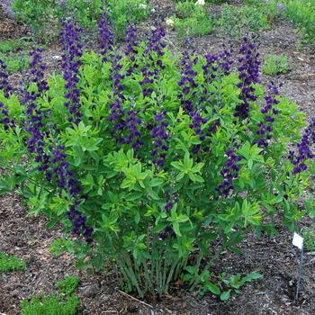 Baptisia PrairieBlues™ 'Royal Purple'