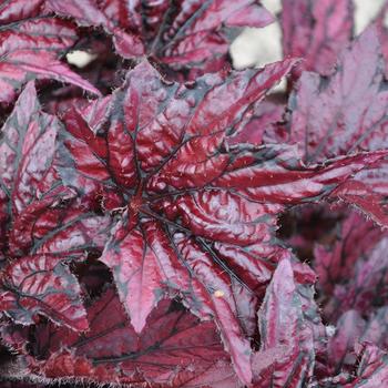 Begonia rex-cultorum Bewitched™ 'Cherry'