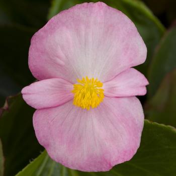 Begonia Tophat™ Pink