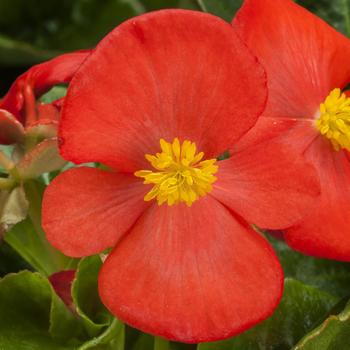 Begonia Tophat™ Scarlet Improved