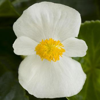 Begonia Tophat™ White