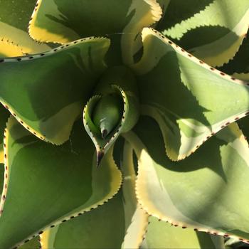 Agave celsii 'Multicolor' 
