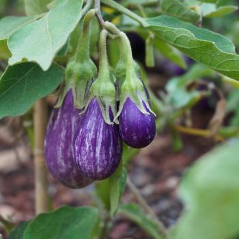 Solanum melongena 'Fairy Tale'