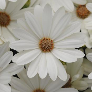 Osteospermum ecklonis Akila® 'Daisy White'