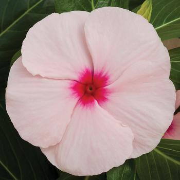 Catharanthus roseus Cora® XDR Apricot