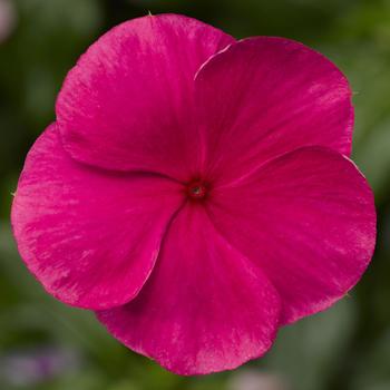 Catharanthus roseus Cora® XDR Punch