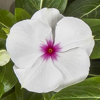 Catharanthus roseus Cora® XDR Polka Dot
