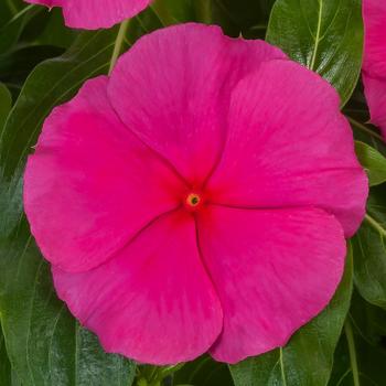 Catharanthus roseus Cora® XDR Rose Punch