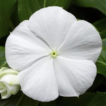 Catharanthus roseus Cora® Cascade XDR White