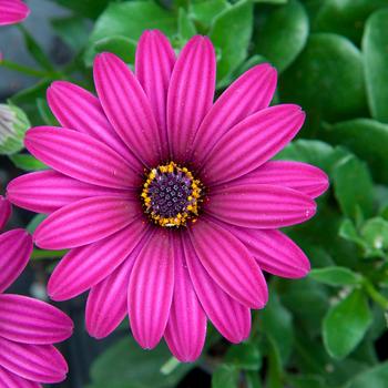 Osteospermum ecklonis FlowerPower™ Compact Purple