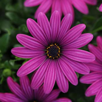Osteospermum ecklonis FlowerPower™ Compact Purple Red